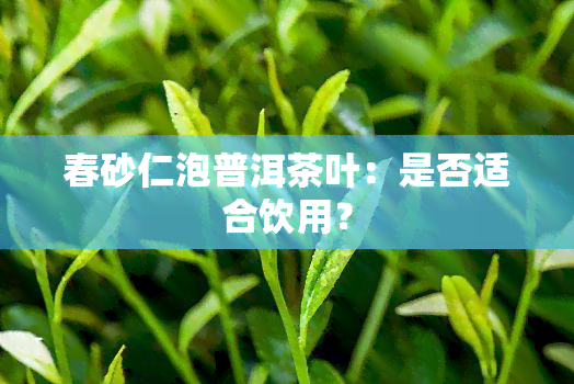 春砂仁泡普洱茶叶：是否适合饮用？