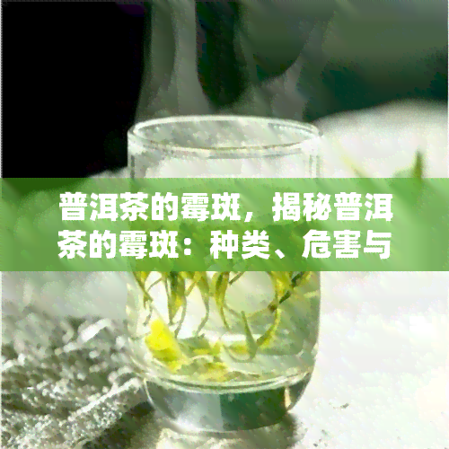 普洱茶的霉斑，揭秘普洱茶的霉斑：种类、危害与去除方法