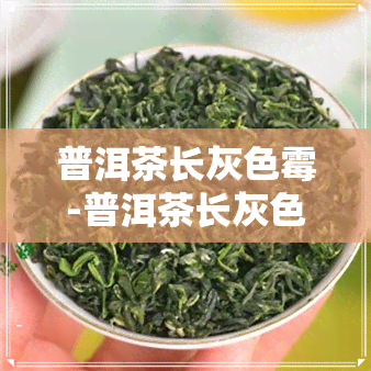 普洱茶长灰色霉-普洱茶长灰色霉菌能喝吗