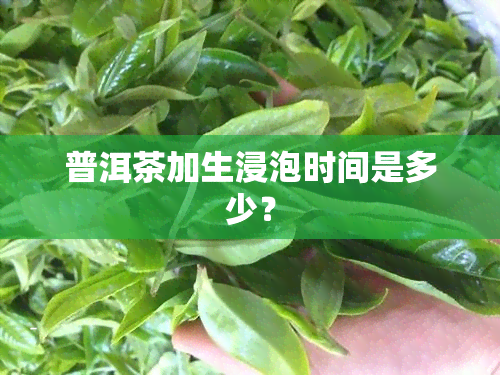 普洱茶加生浸泡时间是多少？