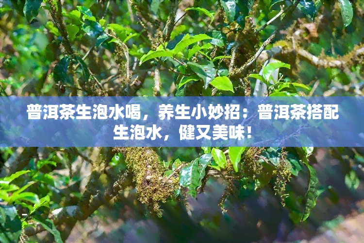 普洱茶生泡水喝，养生小妙招：普洱茶搭配生泡水，健又美味！