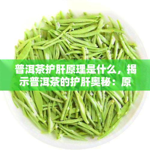 普洱茶护肝原理是什么，揭示普洱茶的护肝奥秘：原理解析与科学依据