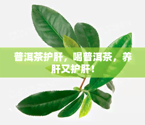 普洱茶护肝，喝普洱茶，养肝又护肝！