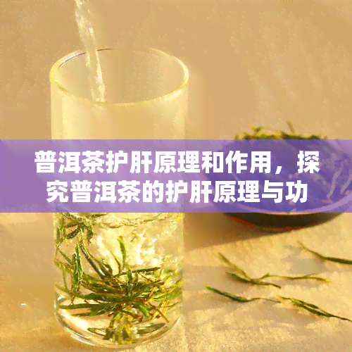 普洱茶护肝原理和作用，探究普洱茶的护肝原理与功效