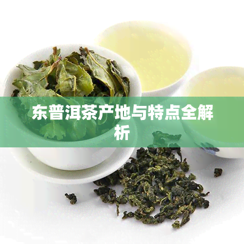 东普洱茶产地与特点全解析