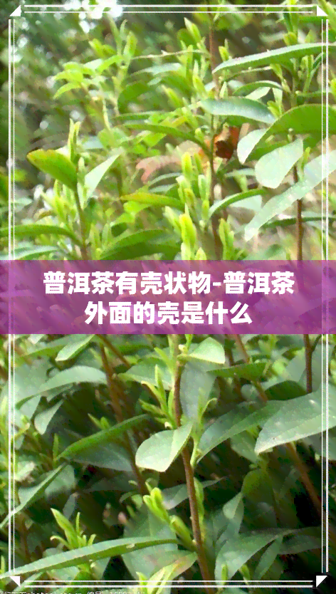 普洱茶有壳状物-普洱茶外面的壳是什么