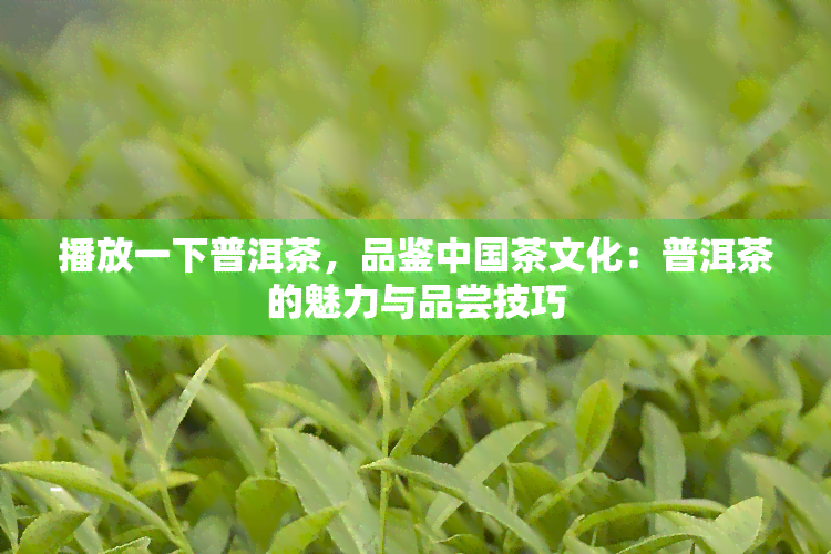 播放一下普洱茶，品鉴中国茶文化：普洱茶的魅力与品尝技巧