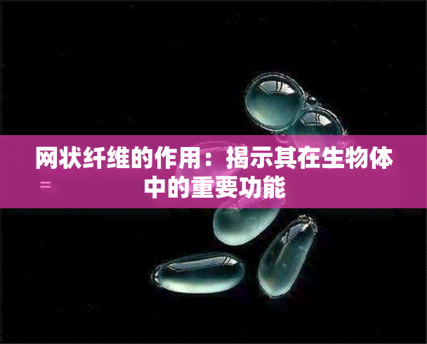 网状纤维的作用：揭示其在生物体中的重要功能