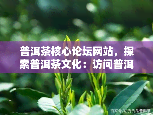 普洱茶核心论坛网站，探索普洱茶文化：访问普洱茶核心论坛网站