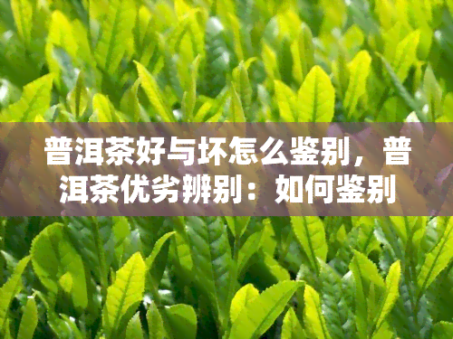 普洱茶好与坏怎么鉴别，普洱茶优劣辨别：如何鉴别普洱茶的好坏？