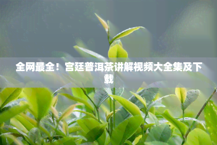 全网最全！宫廷普洱茶讲解视频大全集及下载