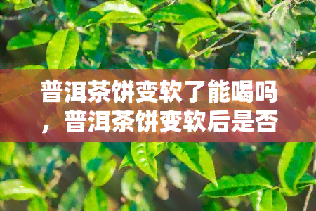 普洱茶饼变软了能喝吗，普洱茶饼变软后是否还能饮用？关键信息解析