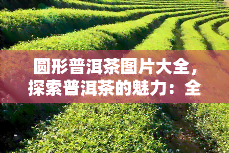 圆形普洱茶图片大全，探索普洱茶的魅力：全网最全的圆形普洱茶图片大全