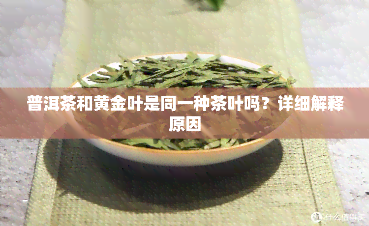 普洱茶和黄金叶是同一种茶叶吗？详细解释原因