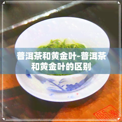 普洱茶和黄金叶-普洱茶和黄金叶的区别