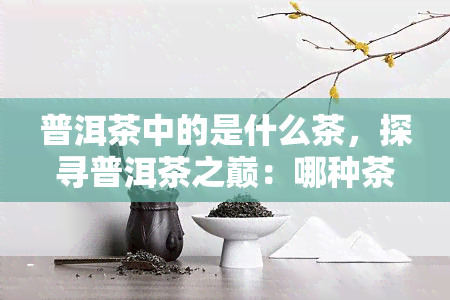 普洱茶中的是什么茶，探寻普洱茶之巅：哪种茶堪称？