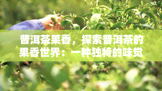 普洱茶果香，探索普洱茶的果香世界：一种独特的味觉体验