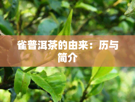 雀普洱茶的由来：历与简介