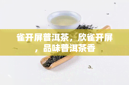 雀开屏普洱茶，欣雀开屏，品味普洱茶香