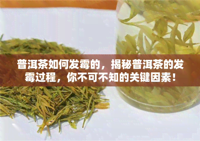 普洱茶如何发霉的，揭秘普洱茶的发霉过程，你不可不知的关键因素！