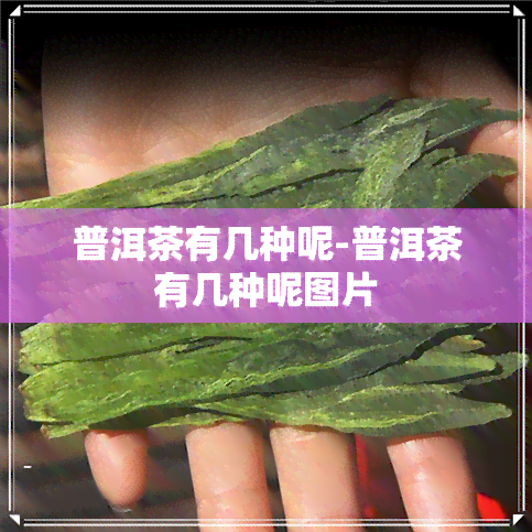 普洱茶有几种呢-普洱茶有几种呢图片