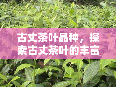 古丈茶叶品种，探索古丈茶叶的丰富品种：从绿茶到黑茶，一探究竟！