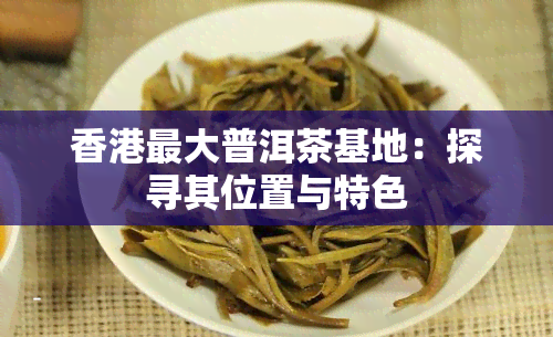 更大普洱茶基地：探寻其位置与特色