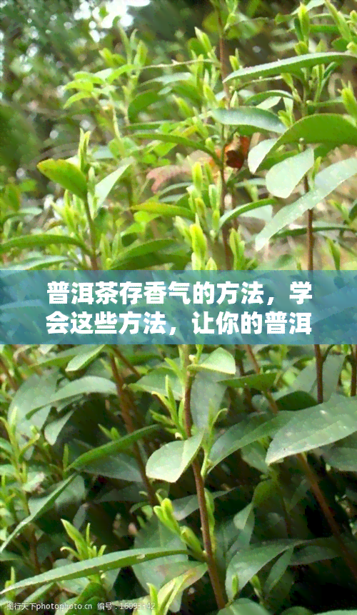 普洱茶存香气的方法，学会这些方法，让你的普洱茶香气持久迷人！