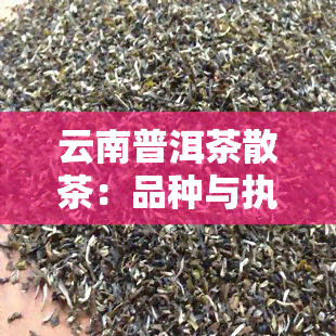 云南普洱茶散茶：品种与执行标准全解析