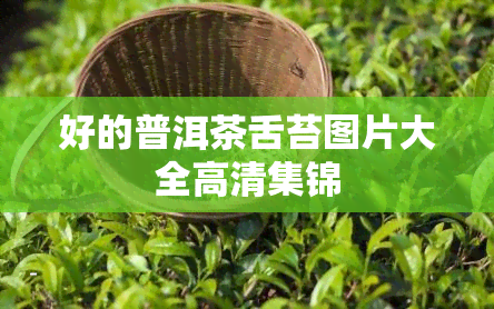 好的普洱茶舌苔图片大全高清集锦