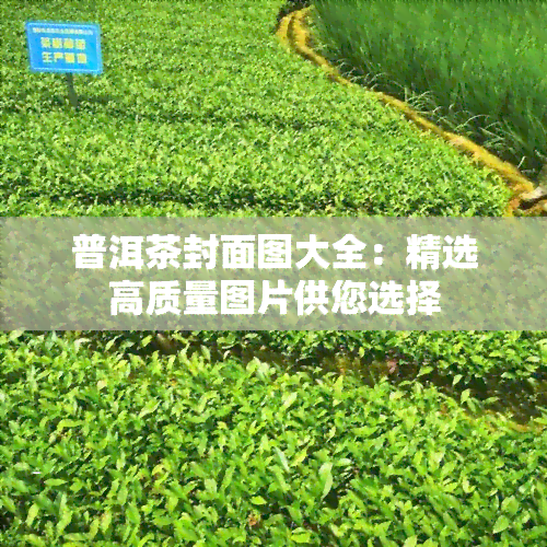 普洱茶封面图大全：精选高质量图片供您选择