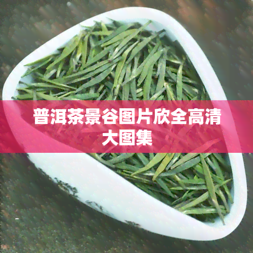 普洱茶景谷图片欣全高清大图集