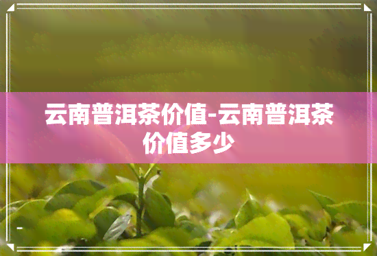 云南普洱茶价值-云南普洱茶价值多少