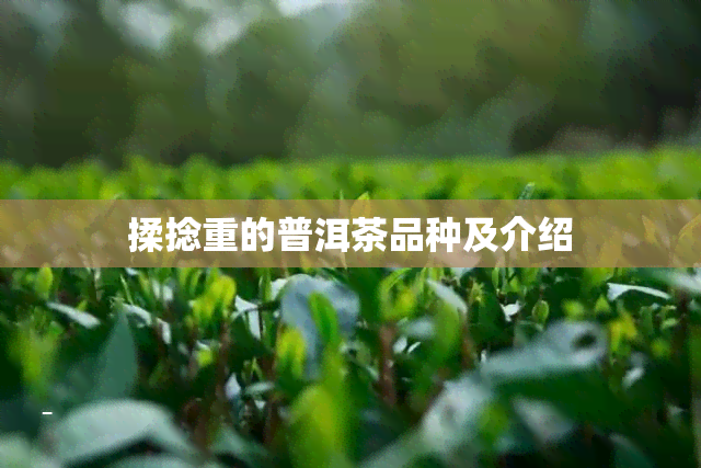 揉捻重的普洱茶品种及介绍