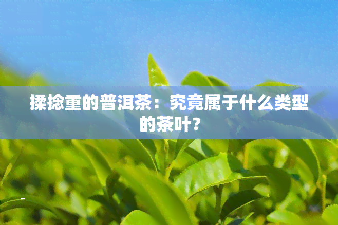 揉捻重的普洱茶：究竟属于什么类型的茶叶？