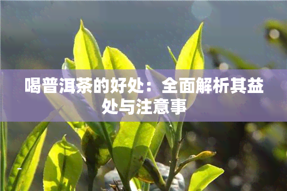 喝普洱茶的好处：全面解析其益处与注意事