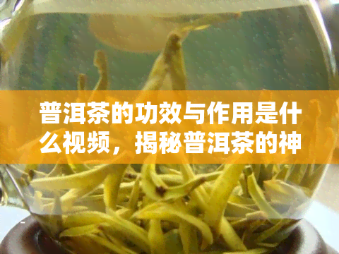 普洱茶的功效与作用是什么视频，揭秘普洱茶的神奇功效与作用，让你喝出健！