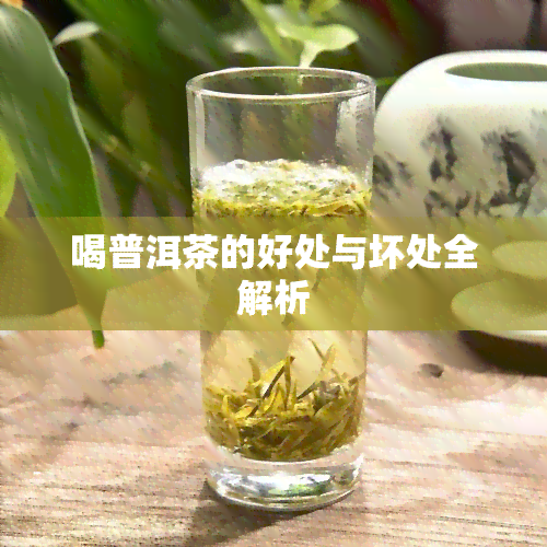 喝普洱茶的好处与坏处全解析