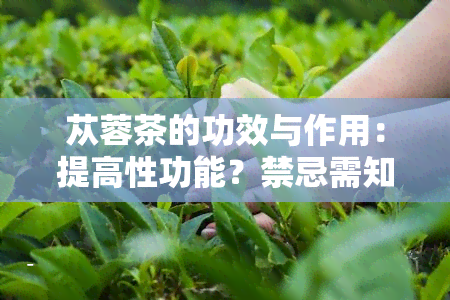 苁蓉茶的功效与作用：提高性功能？禁忌需知