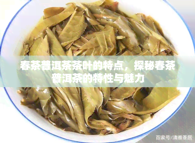 春茶普洱茶茶叶的特点，探秘春茶普洱茶的特性与魅力