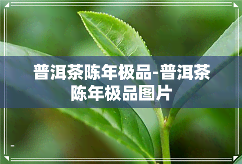 普洱茶陈年极品-普洱茶陈年极品图片