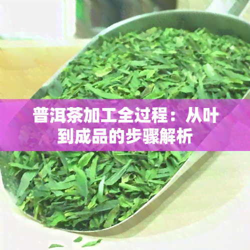 普洱茶加工全过程：从叶到成品的步骤解析