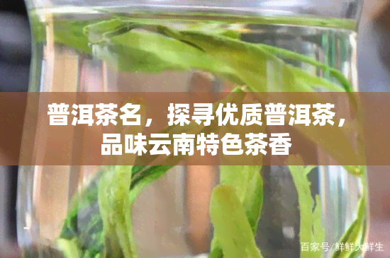 普洱茶名，探寻优质普洱茶，品味云南特色茶香