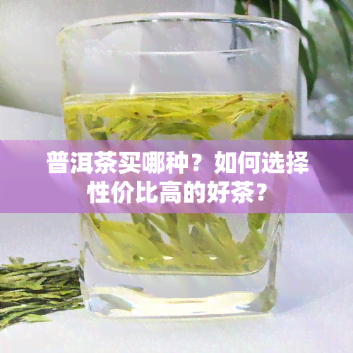 普洱茶买哪种？如何选择性价比高的好茶？