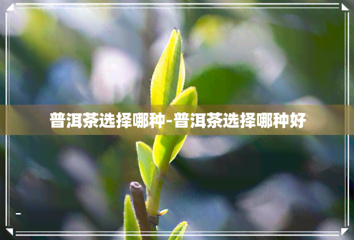 普洱茶选择哪种-普洱茶选择哪种好