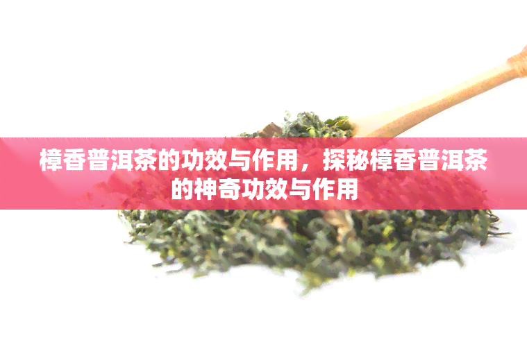 樟香普洱茶的功效与作用，探秘樟香普洱茶的神奇功效与作用