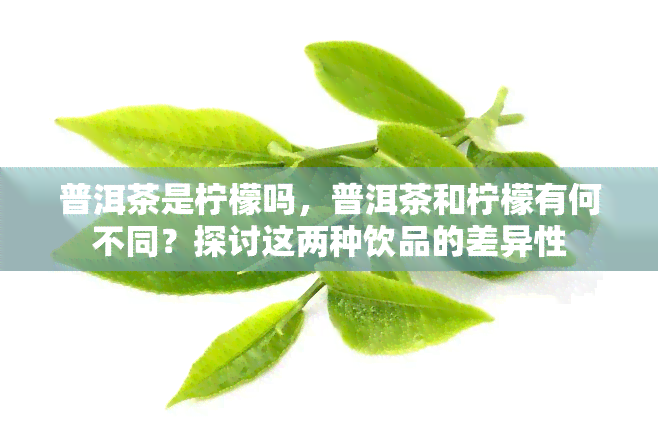 普洱茶是柠檬吗，普洱茶和柠檬有何不同？探讨这两种饮品的差异性