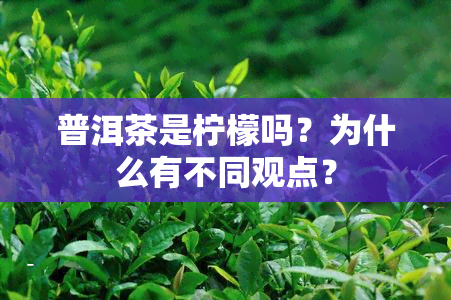 普洱茶是柠檬吗？为什么有不同观点？