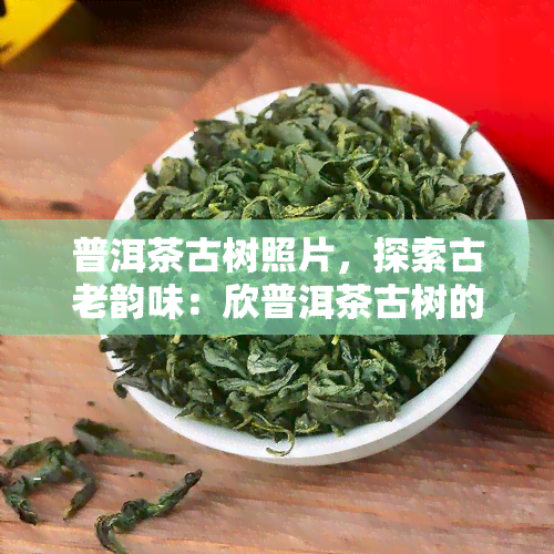 普洱茶古树照片，探索古老韵味：欣普洱茶古树的美丽照片