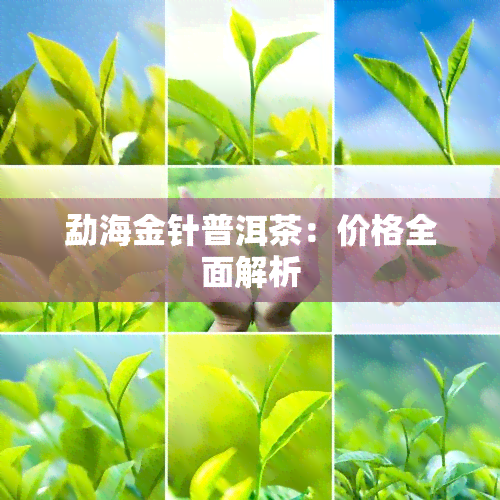 勐海金针普洱茶：价格全面解析